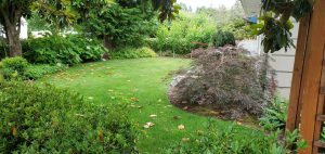 Landscaping in Olympia, WA