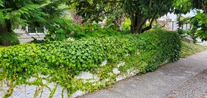 Landscaping in Olympia, WA